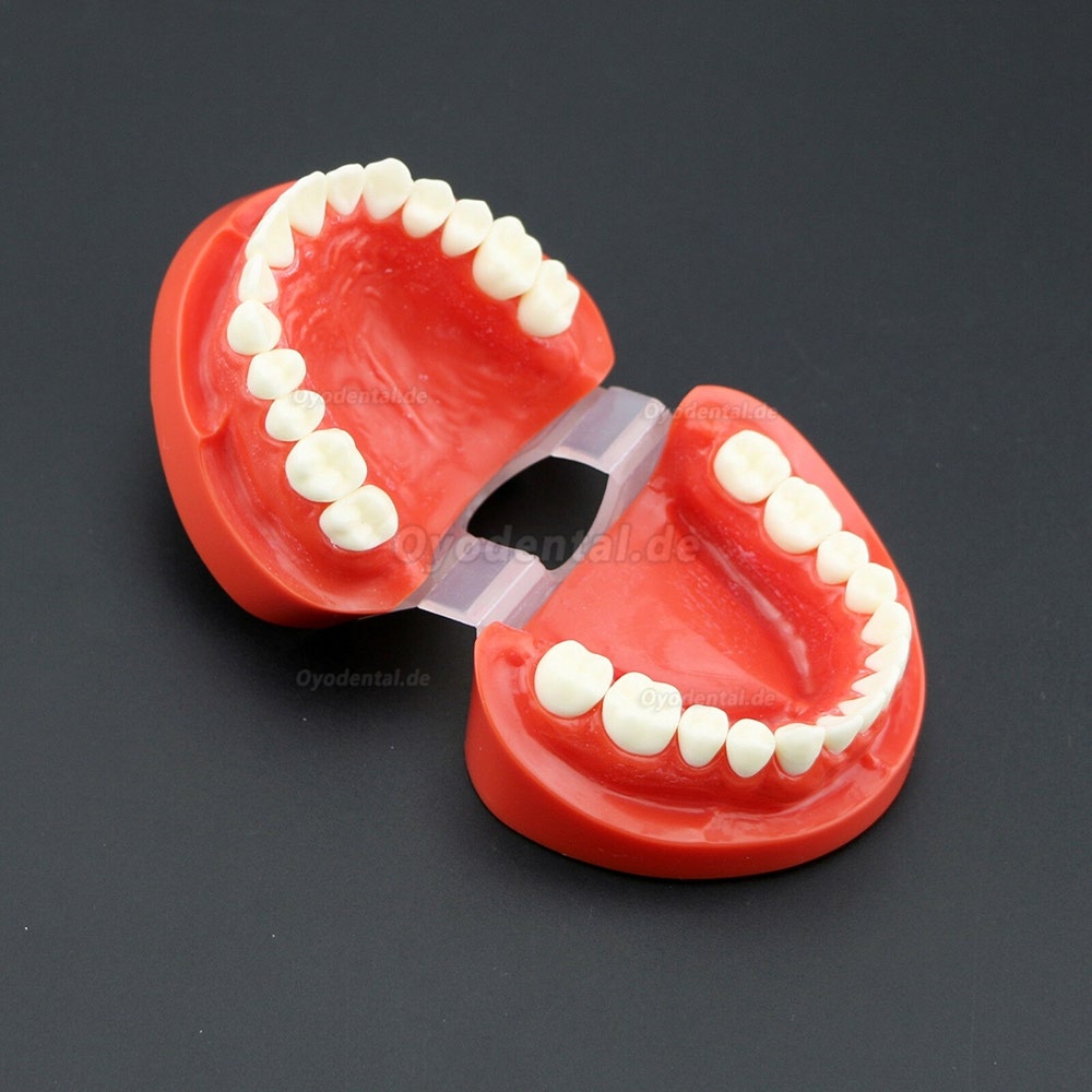Dental Unterrichten Sie das Studium Erwachsene Standard Typodont Demonstrationszähne Modell 7004 Rot