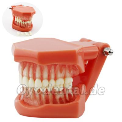 DENTAL Neue Zähne Modell 7005 Erwachsene Standard 5.2 demonstratio