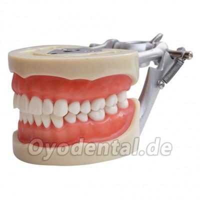 Dental Modell Removable Zähne Teach Studie Adult Standard Typodont Demonstration Dental Modell Removable Zähne Teach Studie Adult Standard Typodont Demonstration