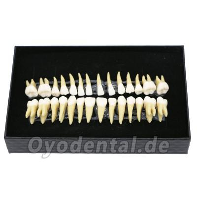Dental 28 Stück 1:1 Demonstration Zähne Teach Studie Modell Dental 28 Stück 1:1 Demonstration Zähne Teach Studie Modell