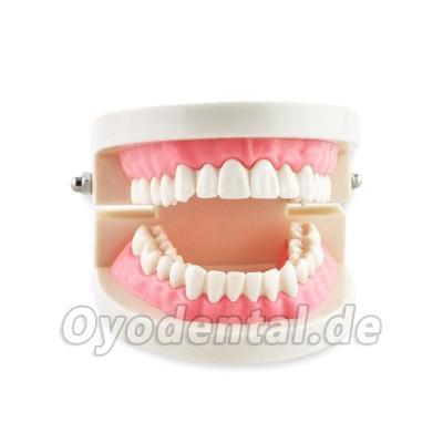 Dental Teach Studie Erwachsene Standard 5.2 Demonstration Zähne Modell Flesh Pink