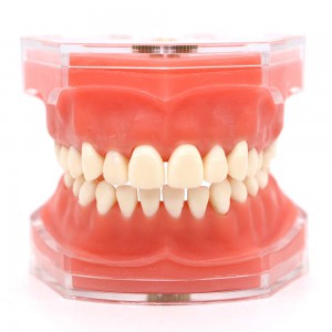 Zahnkieferorthopädische Kunststoffzähne Modell 4004 mit 28 abnehmbaren Zähnen weiches Zahnfleisch