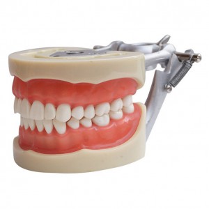 Dental Modell Removable Zähne Teach Studie Adult Standard Typodont Demonstration
