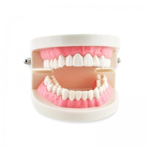 Dental Teach Studie Erwachsene Standard 5.2 Demonstration Zähne Modell Flesh Pink