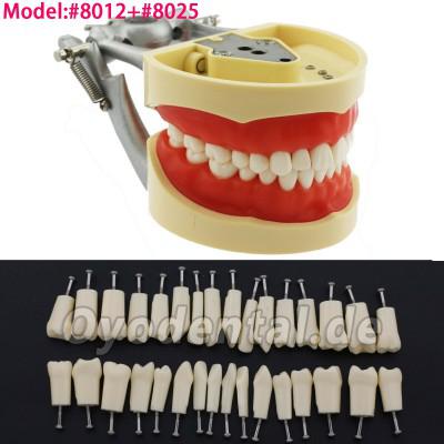 Dental Typodont Modell mit abnehmbaren Zähnen Kompatibel mit Kilgore NISSIN 200