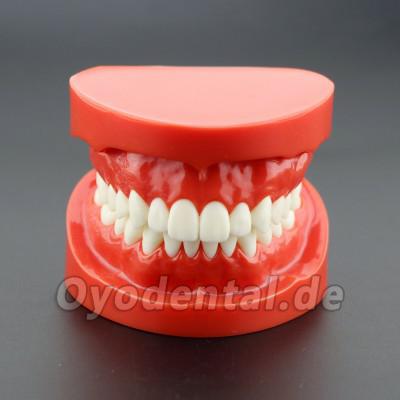 Dental Unterrichten Sie das Studium Erwachsene Standard Typodont Demonstrationszähne Modell 7004 Rot