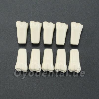 10Pcs/lot Dental Typodont Zähne Ersatzzähne kompatibel mit Columbia 860