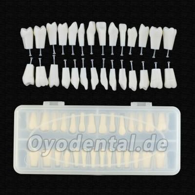 Dental Typodont Zahnersatz mit Schraube Fit 28 Stück Zähne Frasaco ANA-4 Typodont