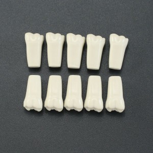 10Pcs/lot Dental Typodont Zähne Ersatzzähne kompatibel mit Columbia 860