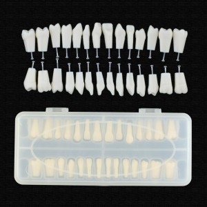 Dental Typodont Zahnersatz mit Schraube Fit 28 Stück Zähne Frasaco ANA-4 Typodont