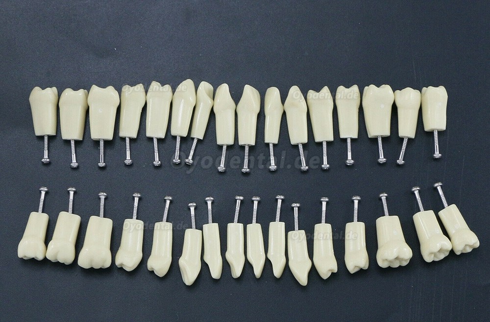 Zahntypodontmodell mit 32 Abnehmbaren Zähnen Kompatibel mit Frasaco AG3