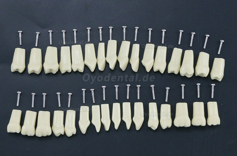 Zahntypodontmodell mit 32 Abnehmbaren Zähnen Kompatibel mit Frasaco AG3