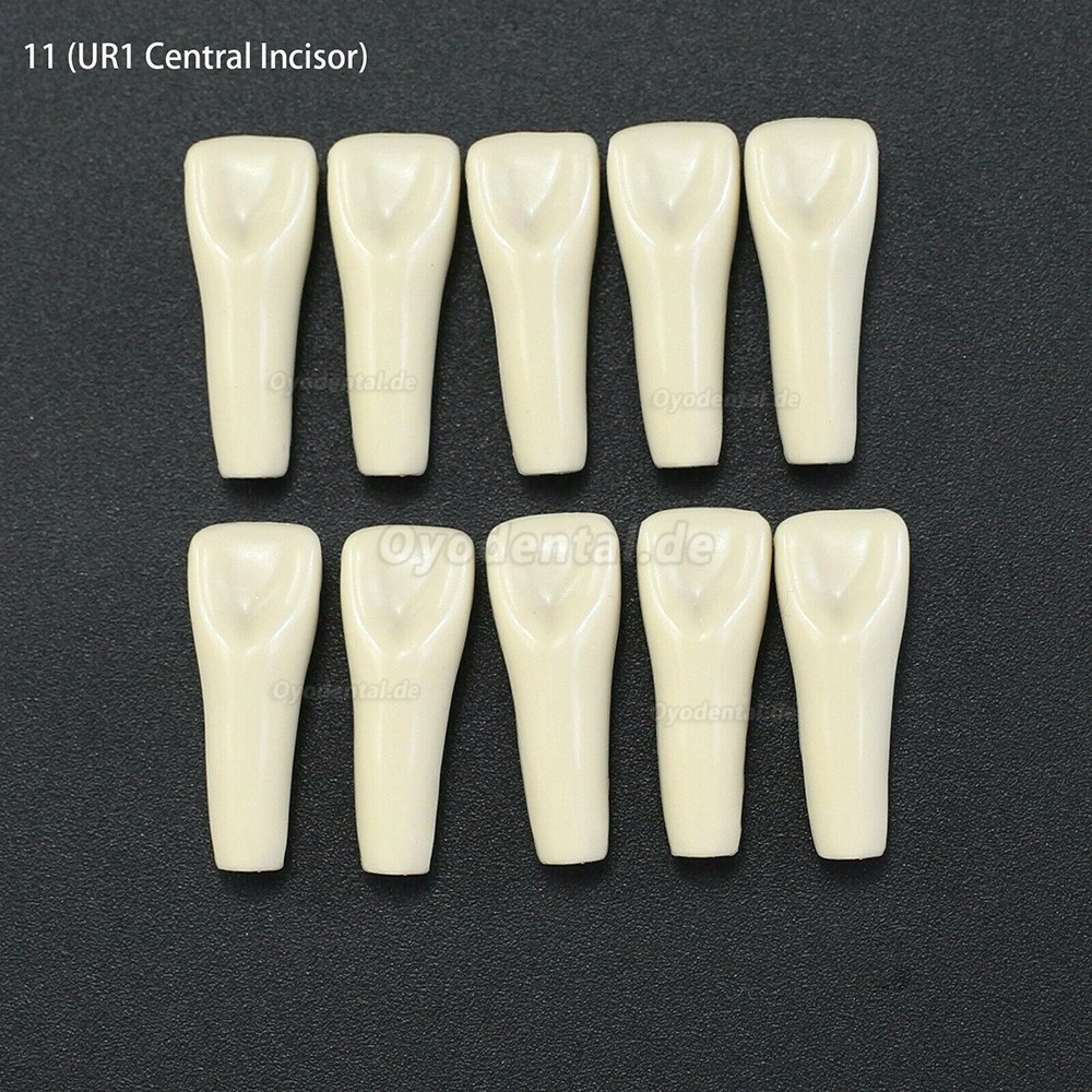 10Pcs/lot Dental Typodont Zähne Ersatzzähne kompatibel mit Columbia 860