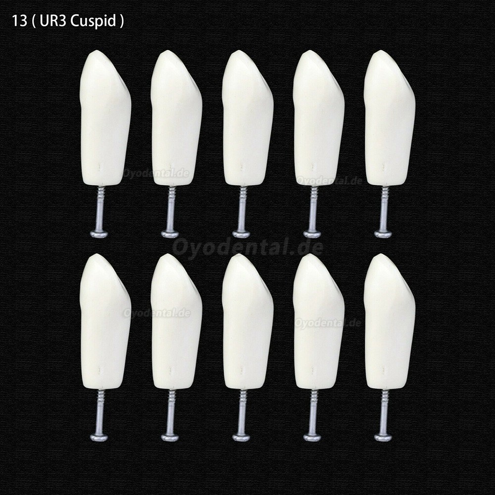 10Pcs/lot Dental Typodont Zähne Ersatzzähne kompatibel mit Columbia 860