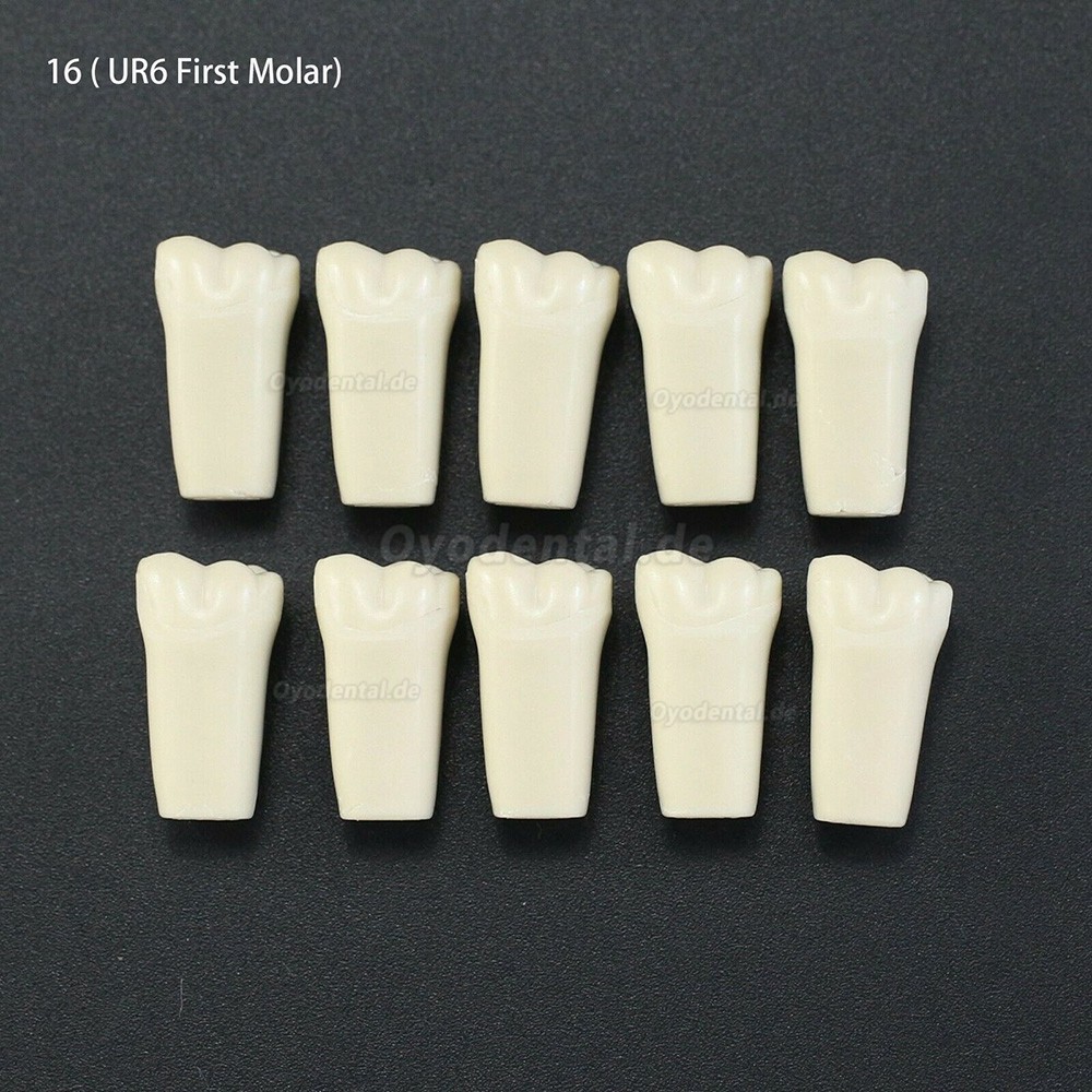 10Pcs/lot Dental Typodont Zähne Ersatzzähne kompatibel mit Columbia 860