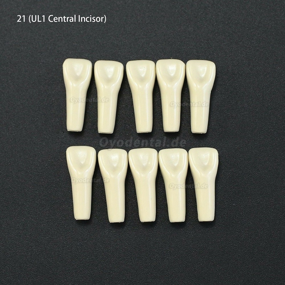 10Pcs/lot Dental Typodont Zähne Ersatzzähne kompatibel mit Columbia 860