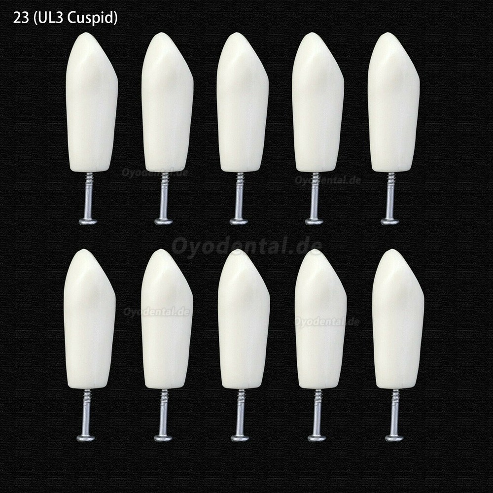 10Pcs/lot Dental Typodont Zähne Ersatzzähne kompatibel mit Columbia 860