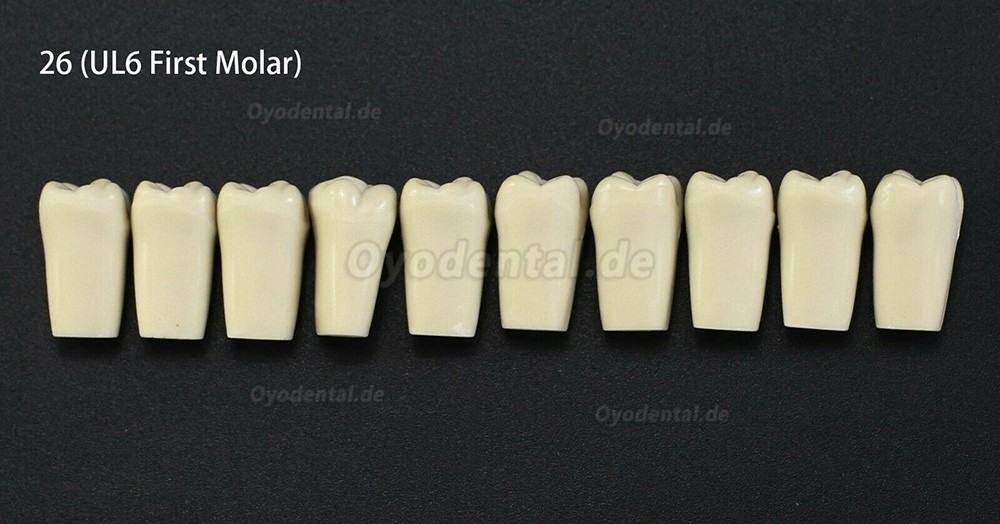 10Pcs/lot Dental Typodont Zähne Ersatzzähne kompatibel mit Columbia 860