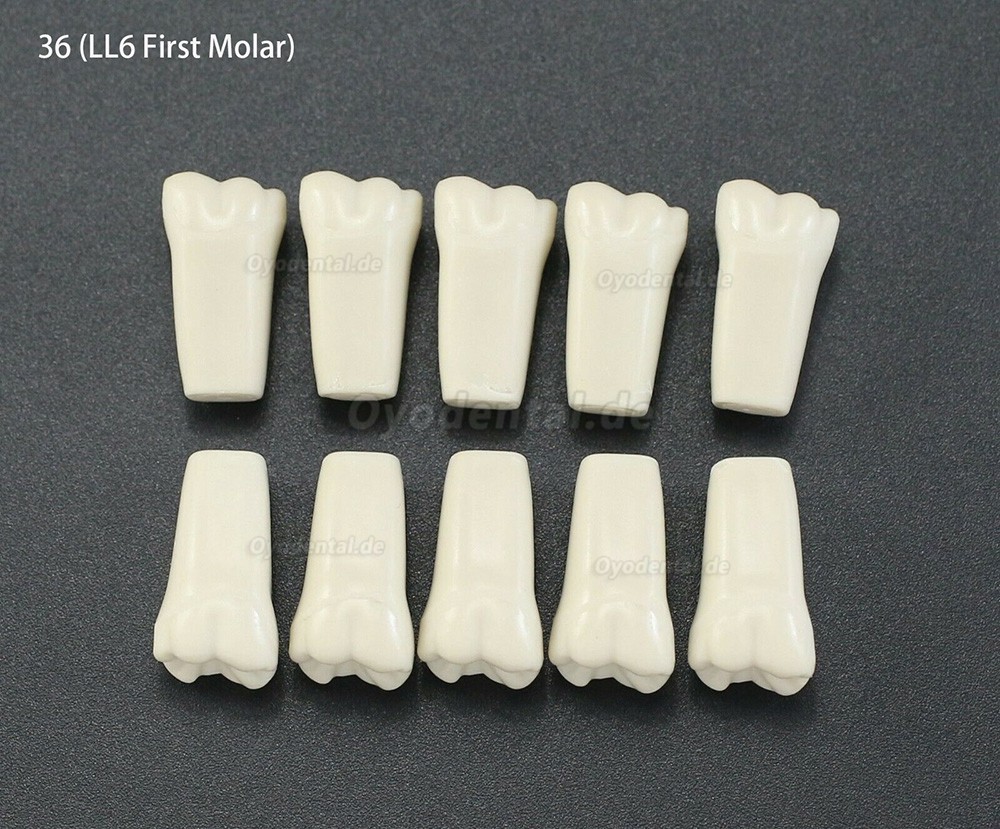 10Pcs/lot Dental Typodont Zähne Ersatzzähne kompatibel mit Columbia 860