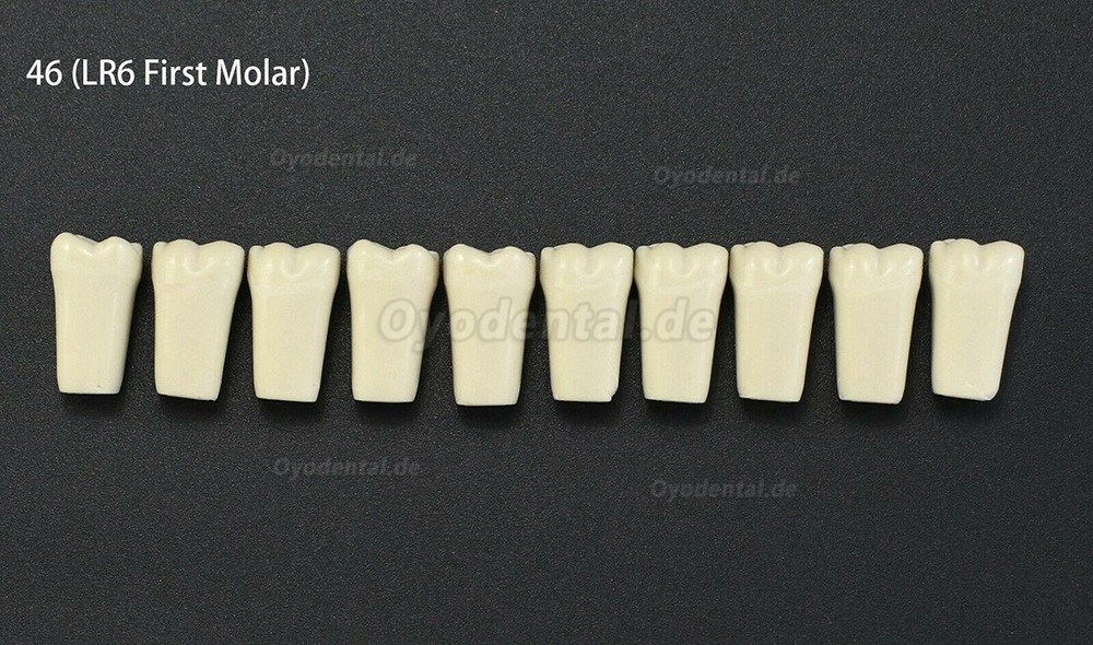 10Pcs/lot Dental Typodont Zähne Ersatzzähne kompatibel mit Columbia 860