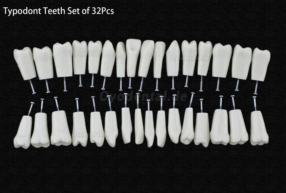 10Pcs/lot Dental Typodont Zähne Ersatzzähne kompatibel mit Columbia 860