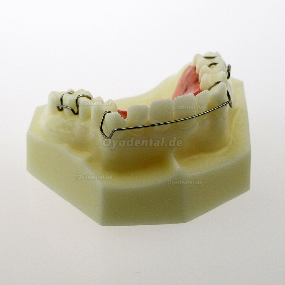 Dentalmodell # 3007 01 - Hawley-Halterungsmodell