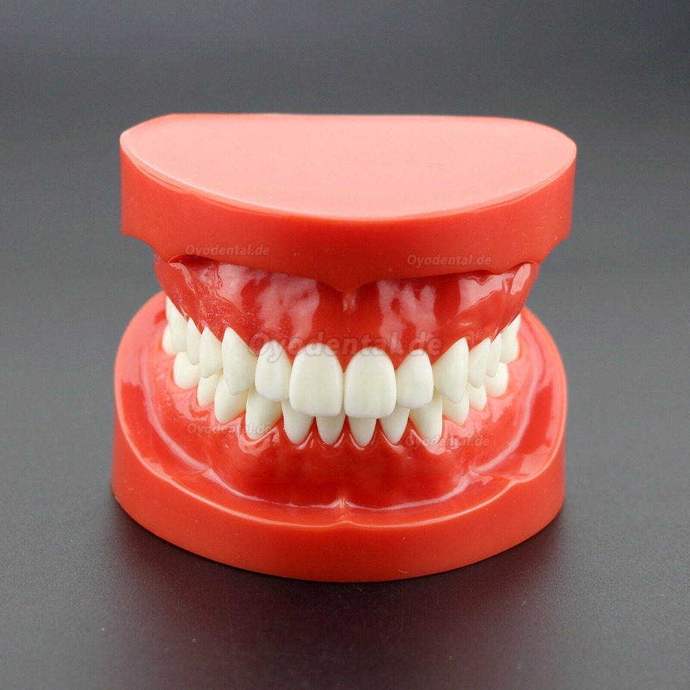 Dental Unterrichten Sie das Studium Erwachsene Standard Typodont Demonstrationszähne Modell 7004 Rot