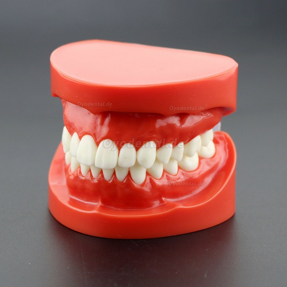 Dental Unterrichten Sie das Studium Erwachsene Standard Typodont Demonstrationszähne Modell 7004 Rot