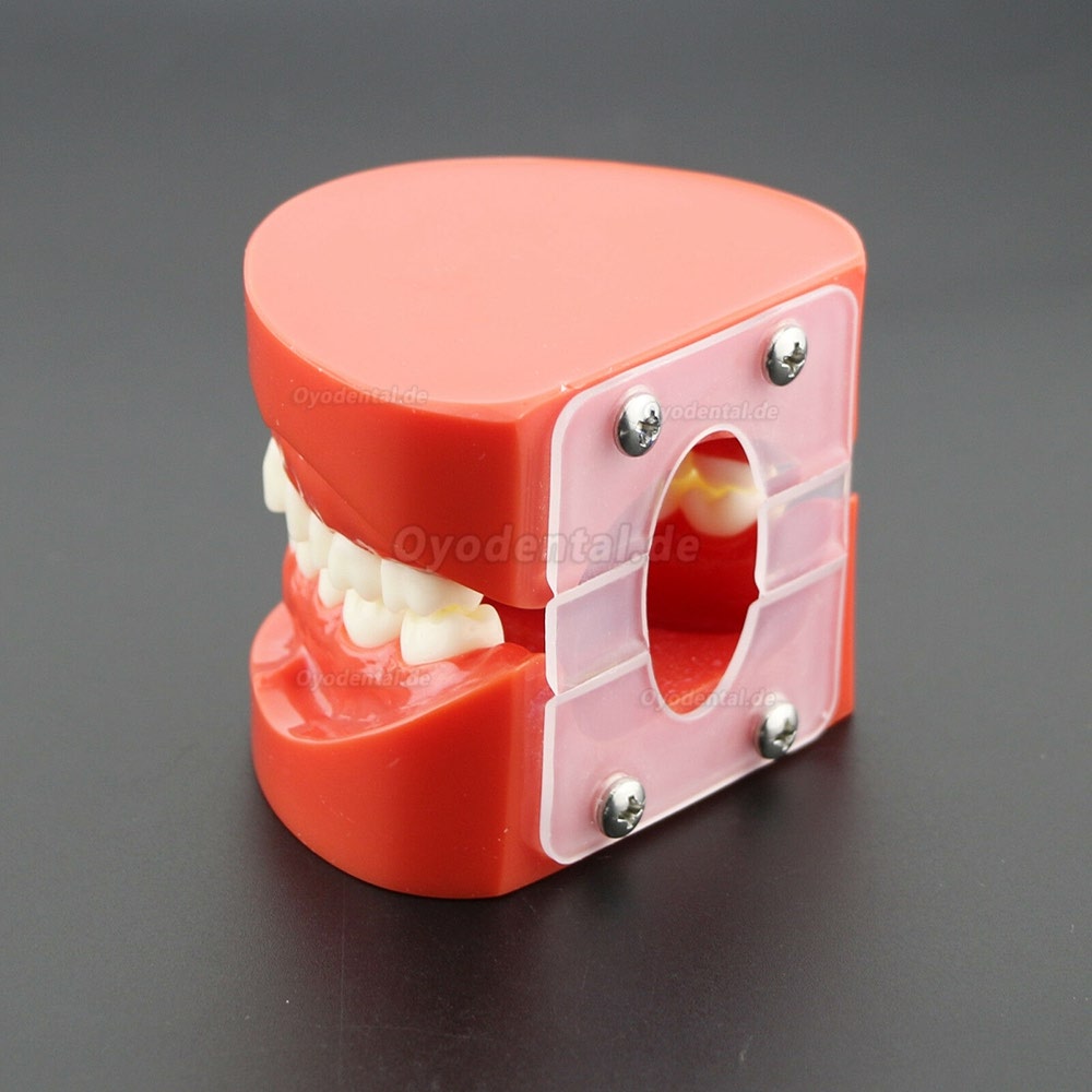 Dental Unterrichten Sie das Studium Erwachsene Standard Typodont Demonstrationszähne Modell 7004 Rot