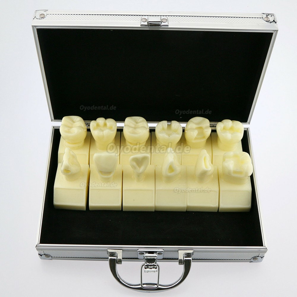 Dental 4-fach Kavitätenpräparationsstudie Modell # 7009 01