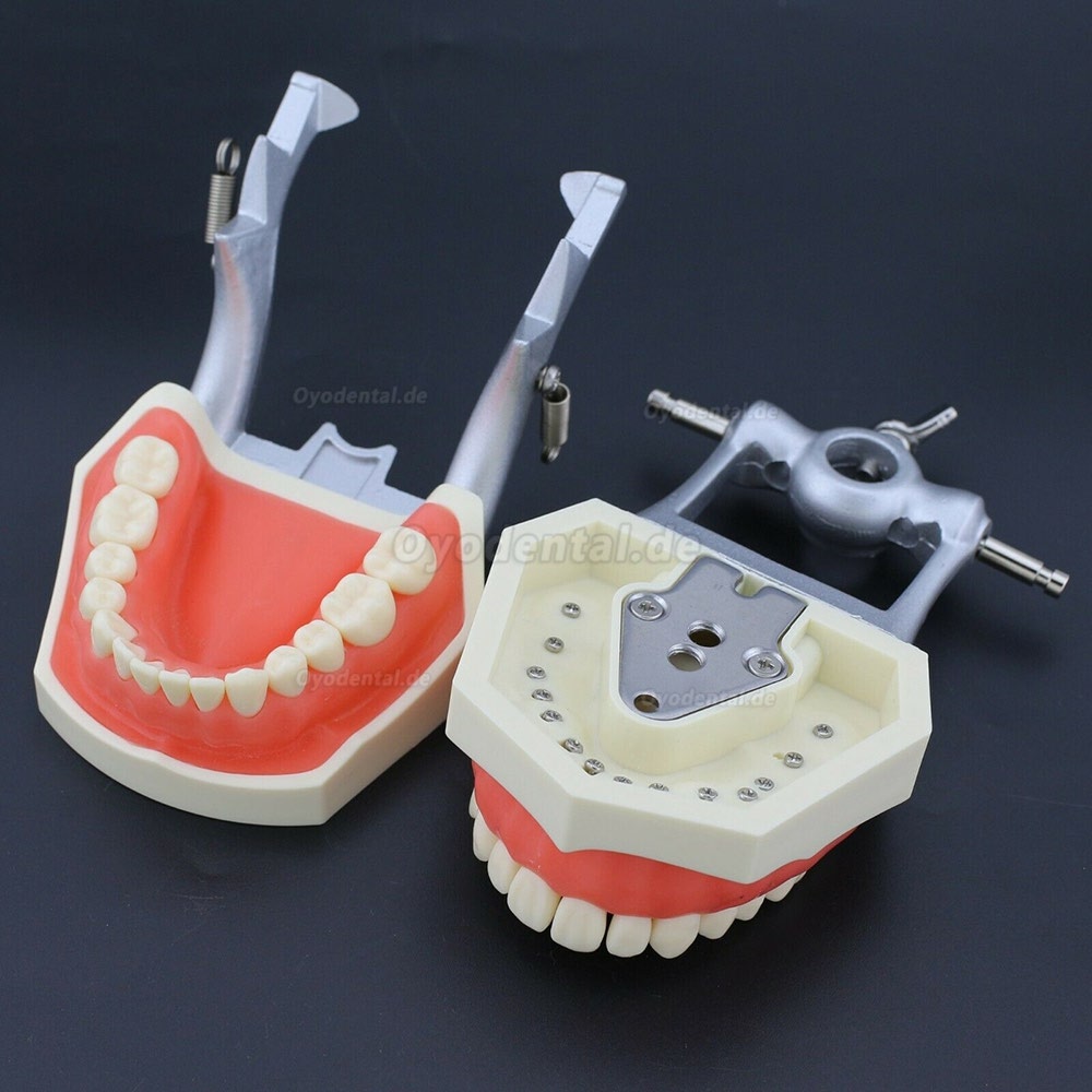 Kilgore Nissin 200 Style Zahnheilkunde Typodont Modell Praxis Simulation 28 Stück Ersatzzähne