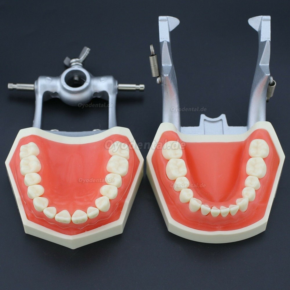 Kilgore Nissin 200 Style Zahnheilkunde Typodont Modell Praxis Simulation 28 Stück Ersatzzähne