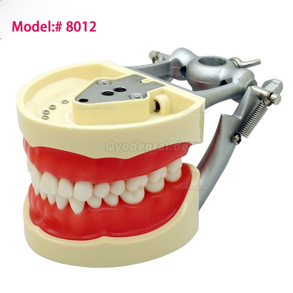 Kilgore NISSIN 200 Typ Dental Typodont Modell mit abnehmbaren Zähnen