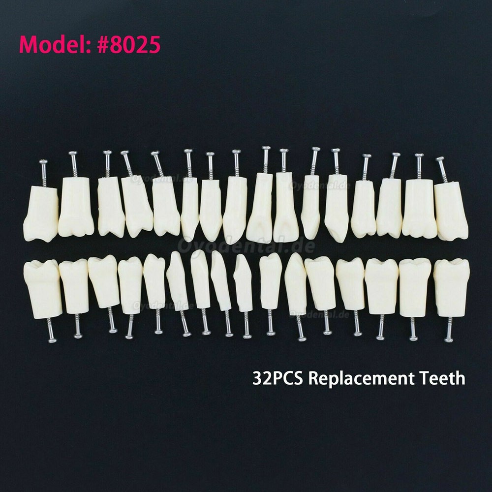 Kilgore NISSIN 200 Typ Dental Typodont Modell mit abnehmbaren Zähnen