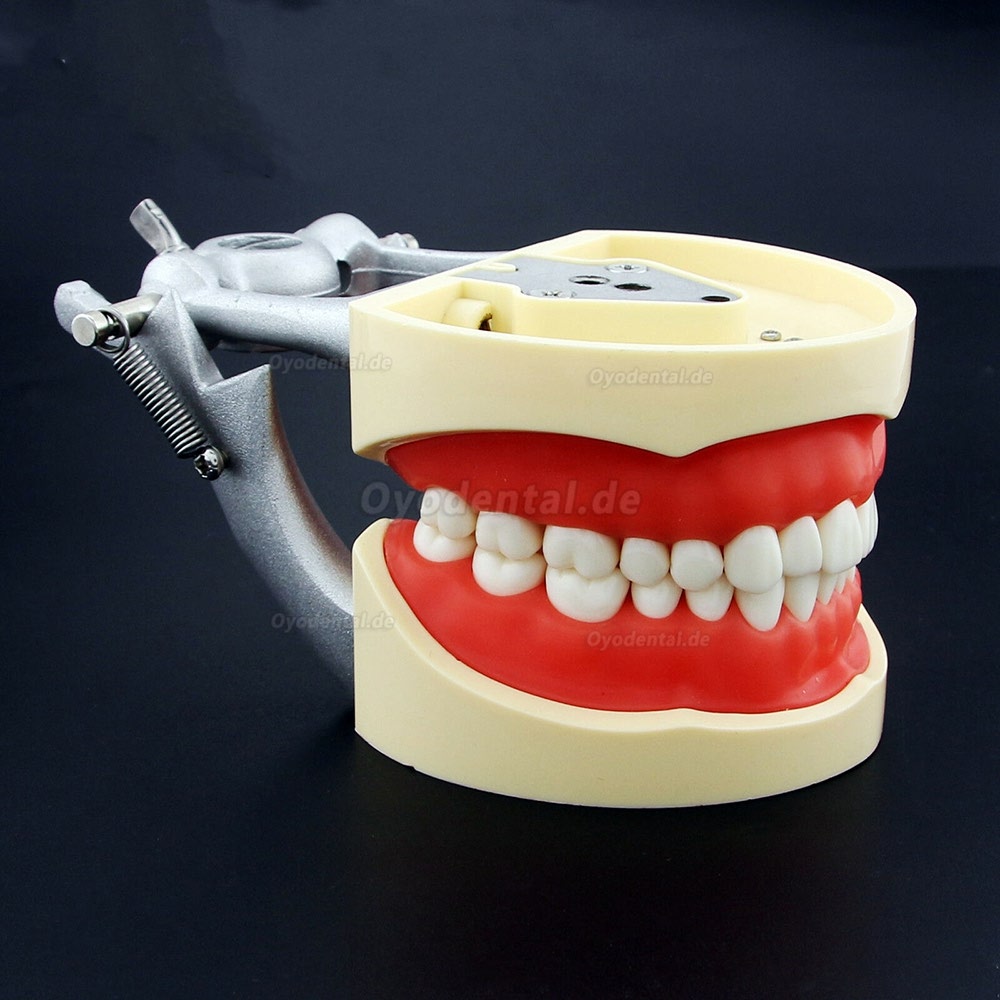 Kilgore NISSIN 200 Typ Dental Typodont Modell mit abnehmbaren Zähnen