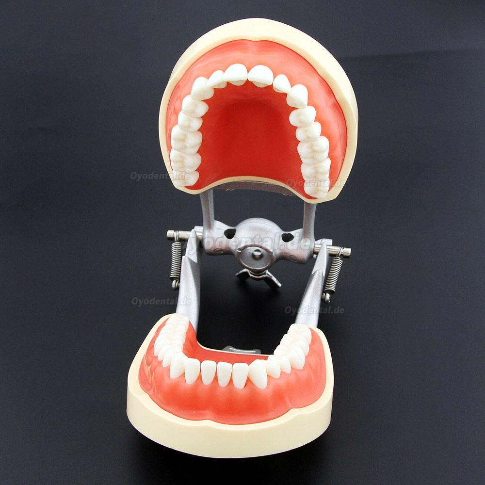 Kilgore NISSIN 200 Typ Dental Typodont Modell mit abnehmbaren Zähnen