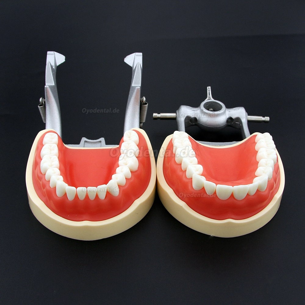 Kilgore NISSIN 200 Typ Dental Typodont Modell mit abnehmbaren Zähnen