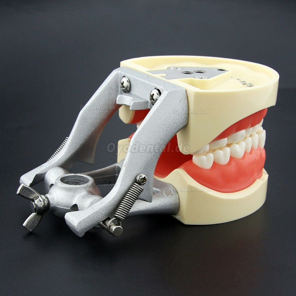 Kilgore NISSIN 200 Typ Dental Typodont Modell mit abnehmbaren Zähnen