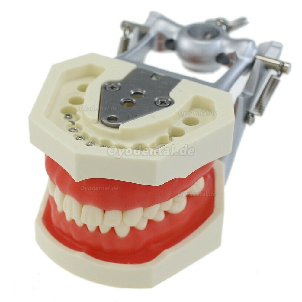 Typodont mit Montagestange mit 28 Stück Zähnen Modell Kompatibel mit Kilgore Nissin 200