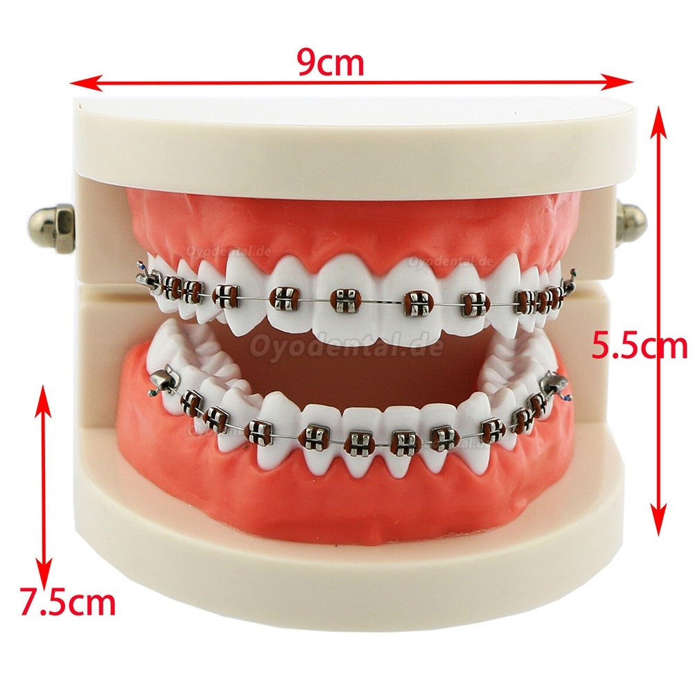 Modell für zahnärztliche kieferorthopädische Zähne + selbstligierende Kette aus Metallkeramik-Bracketrohr