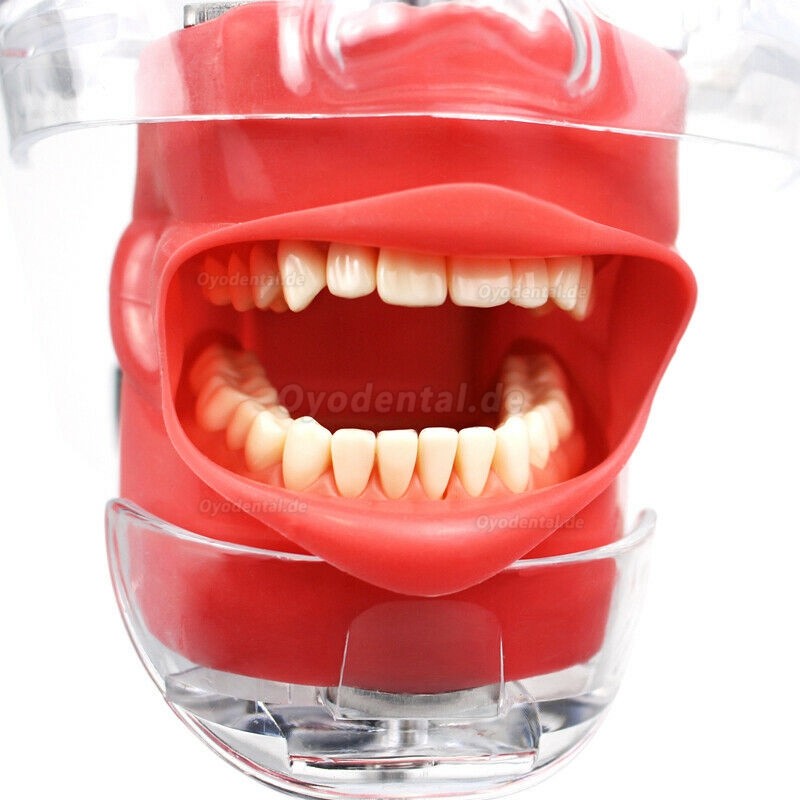 Phantomkopf Dental für Simulationseinheiten Kompatibel mit Nissin Kilgore