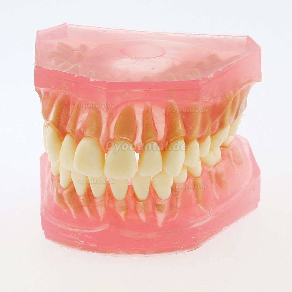 1 Stück Zahnheilkunde Zahnmodell mit 28 Stück abnehmbare Zähne Studie lehren Standardmodell 4004