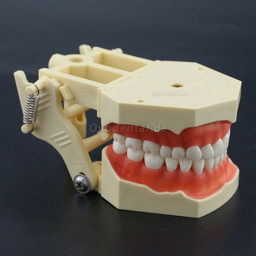 Zahnarztpraxismodell Typodont Kompatibel mit Columbia NISSIN Kilgore Frasaco 28/32 Zähne