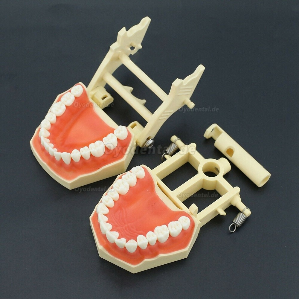 Zahnarztpraxismodell Typodont Kompatibel mit Columbia NISSIN Kilgore Frasaco 28/32 Zähne