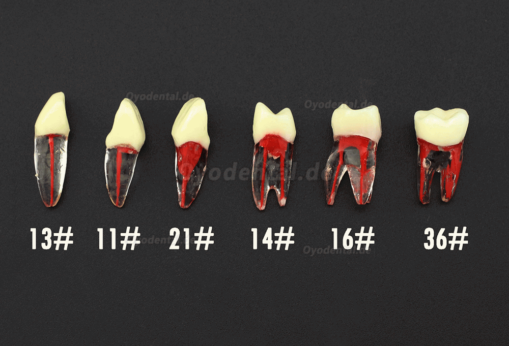 Dental RCT Endo Praxis Typodont Zähne kompatibel mit Kilgore Nissin