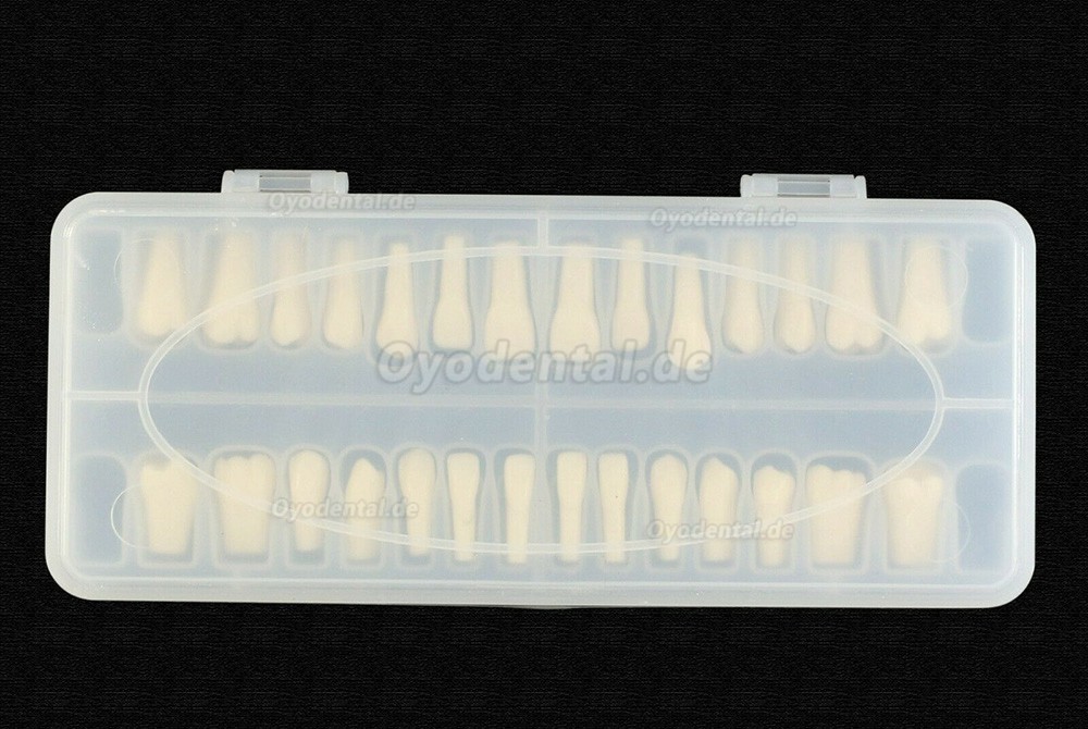 Dental Typodont Zahnersatz mit Schraube Fit 28 Stück Zähne Frasaco ANA-4 Typodont