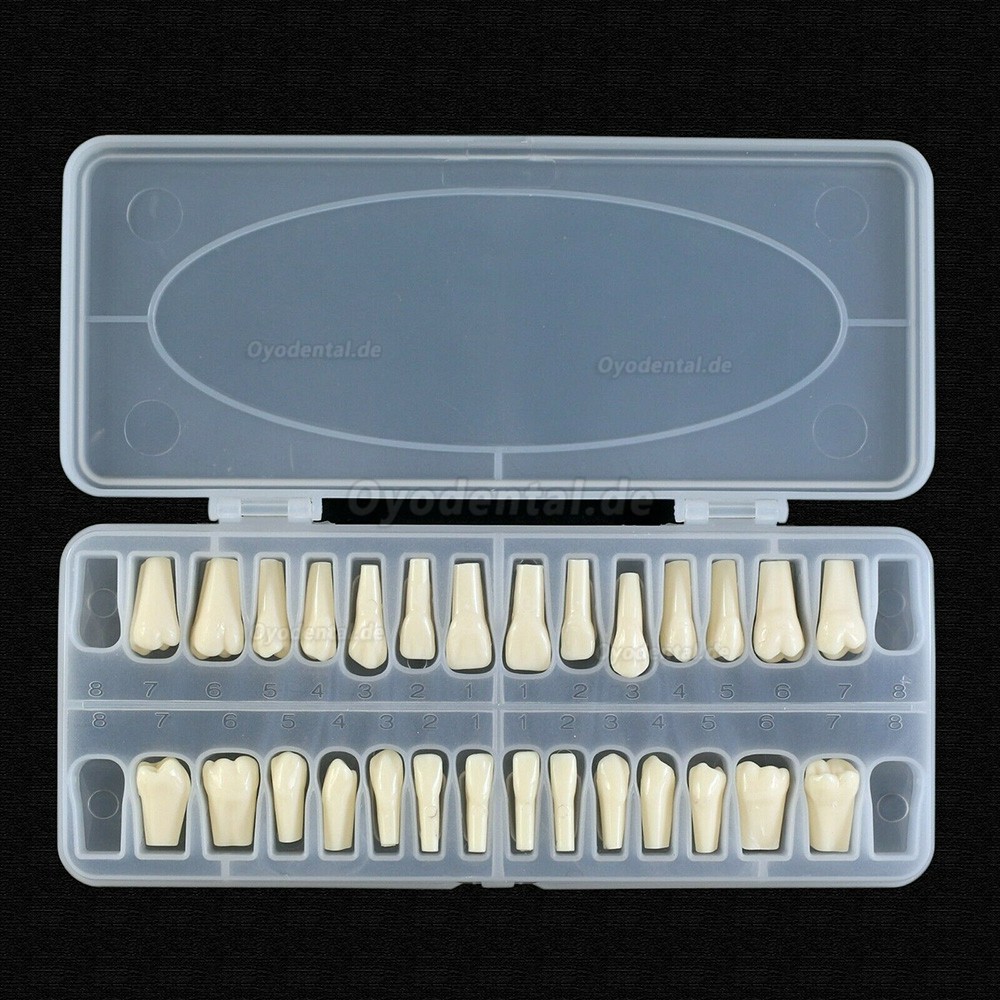 Dental Typodont Zahnersatz mit Schraube Fit 28 Stück Zähne Frasaco ANA-4 Typodont