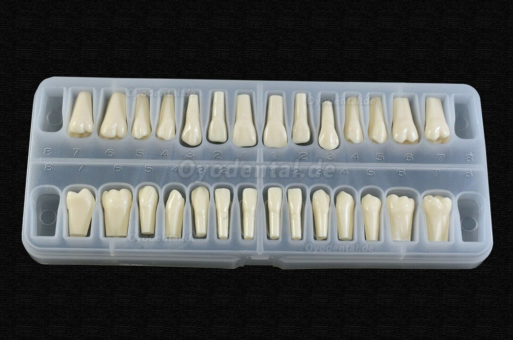 Dental Typodont Zahnersatz mit Schraube Fit 28 Stück Zähne Frasaco ANA-4 Typodont