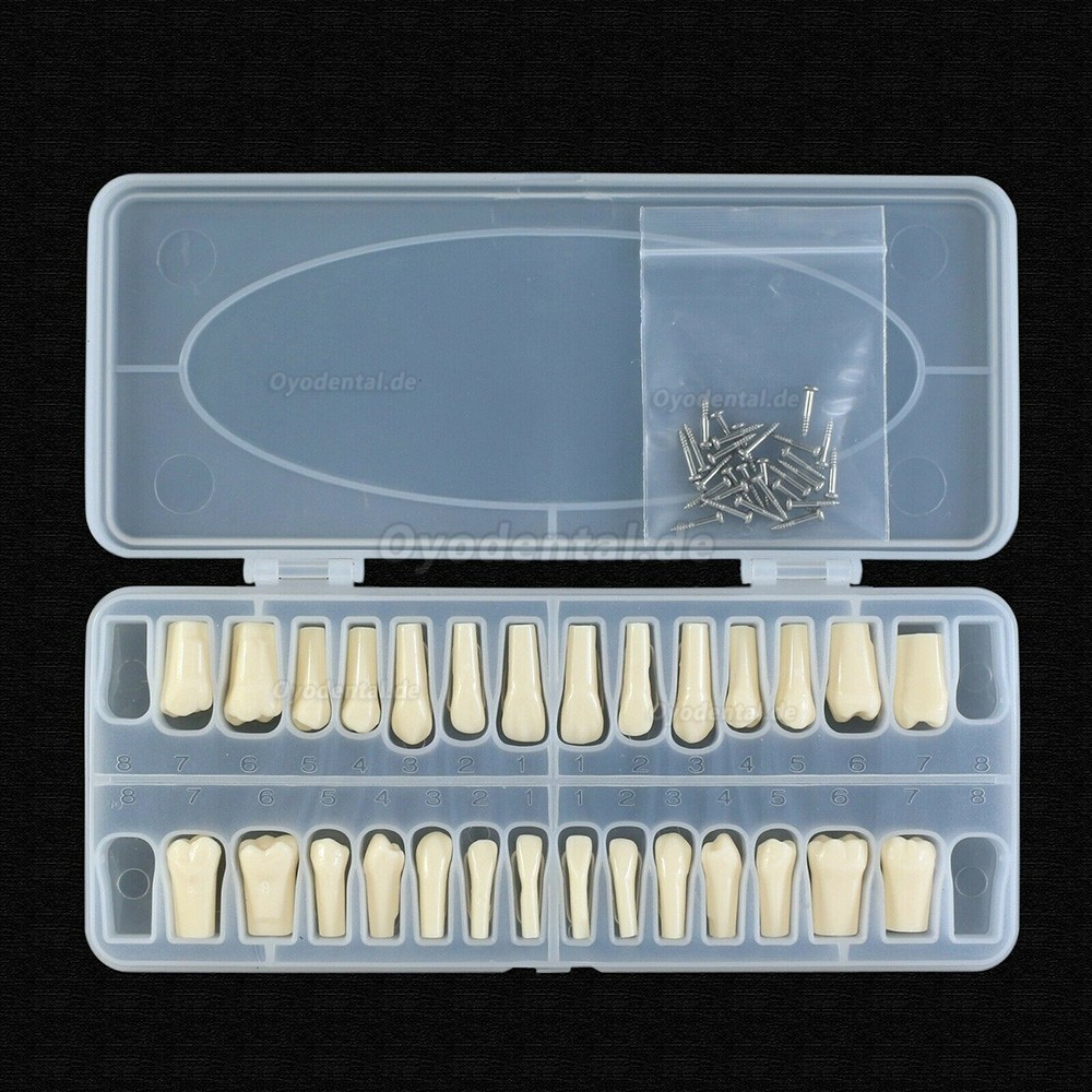 Dental Typodont Zahnersatz mit Schraube Fit 28 Stück Zähne Frasaco ANA-4 Typodont